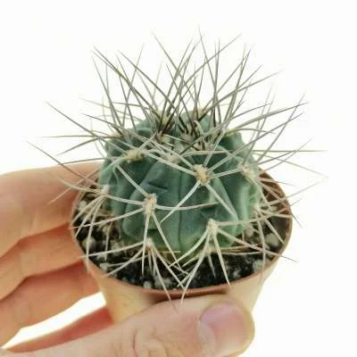 Gymnocalycium mazanense — CAP-C0345
