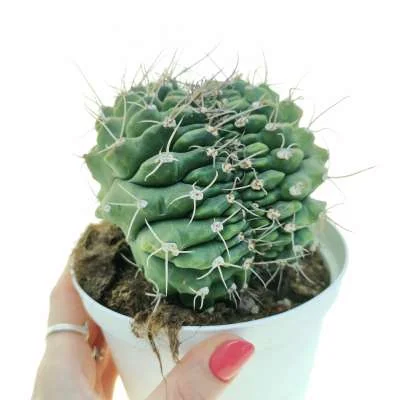 Gymnocalycium mihanovichii crested — CAP-C0346