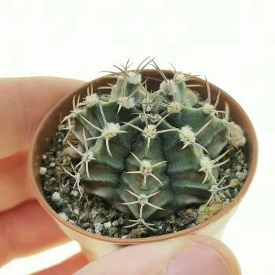 Gymnocalycium mihanovichii — CAP-C0350