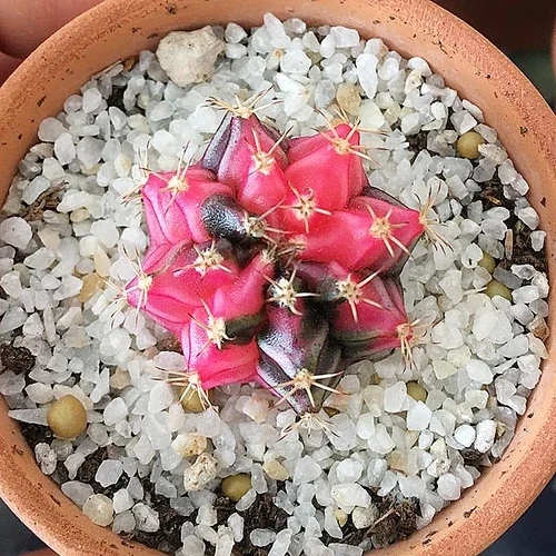 Gymnocalycium mihanovichii Variegated form — CAP-C0351