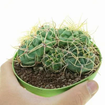 Gymnocalycium monvillei subsp. monvillei — CAP-C0355