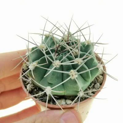 Gymnocalycium nigriareolatum — CAP-C0358