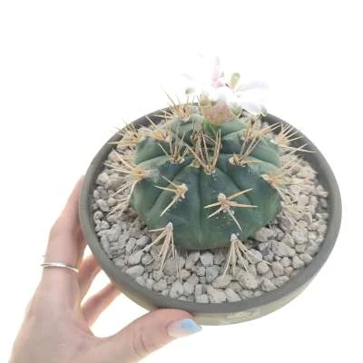 Gymnocalycium pflanzii — CAP-C0364