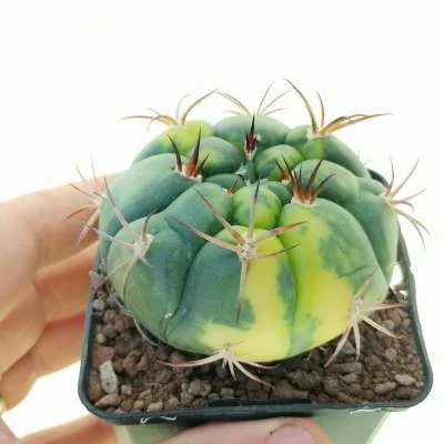 Gymnocalycium pflanzii variegated — CAP-C0365