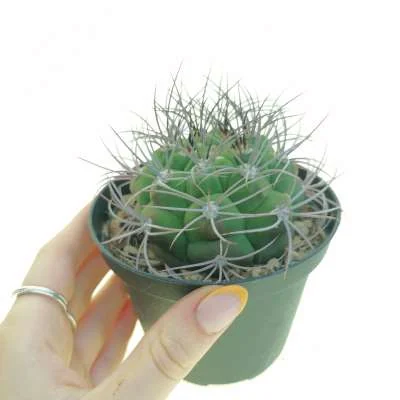 Gymnocalycium pflanzii subsp. pflanzii — CAP-C0366
