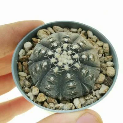 Gymnocalycium ragonesei — CAP-C0369