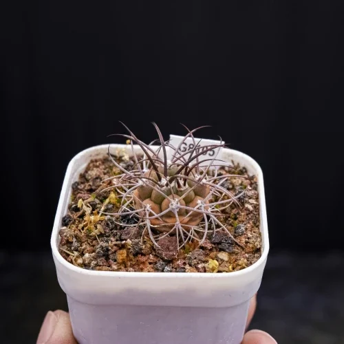 Gymnocalycium saglionis — CAP-C0374