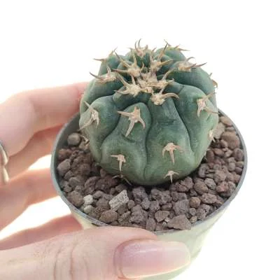 Gymnocalycium spegazzinii — CAP-C0377