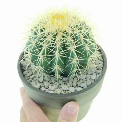 Kroenleinia grusonii — CAP-C0385