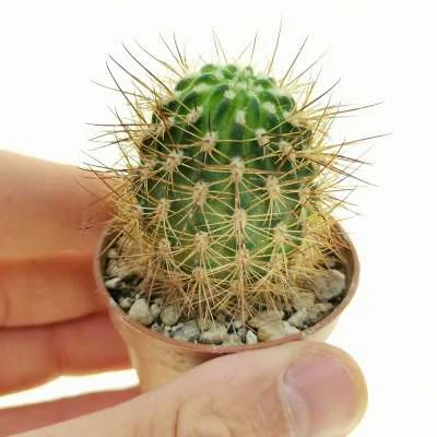 Lobivia taratensis — CAP-C0397