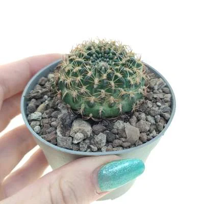 Lobivia tiegeliana — CAP-C0399