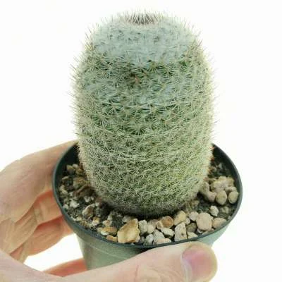 Mammillaria albilanata — CAP-C0401
