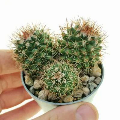 Mammillaria backebergiana subsp. ernestii — CAP-C0403