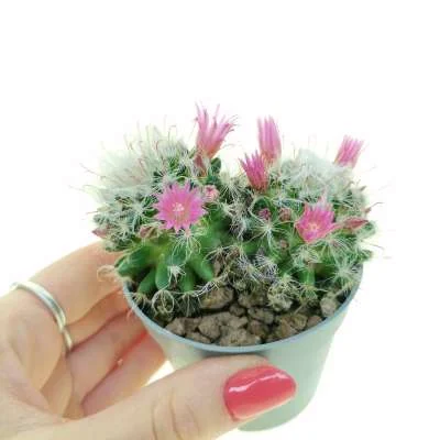 Mammillaria bocasana — CAP-C0405