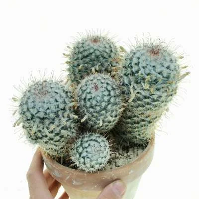 Mammillaria bombycina — CAP-C0407
