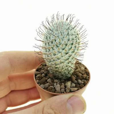 Mammillaria bombycina subsp. perezdelarosae — CAP-C0408