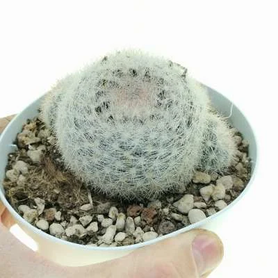 Mammillaria candida — CAP-C0411