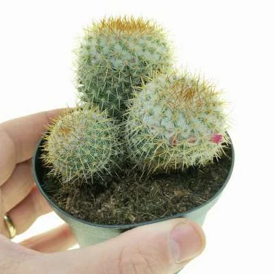 Mammillaria columbiana — CAP-C0412