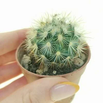 Mammillaria densispina — CAP-C0419