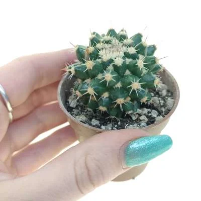 Mammillaria eichlamii — CAP-C0422
