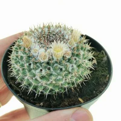 Mammillaria formosa subsp. chionocephala — CAP-C0424