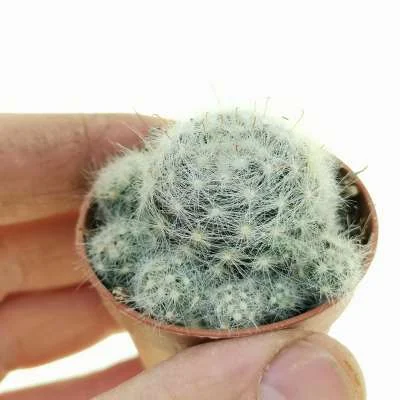 Mammillaria glassii — CAP-C0427