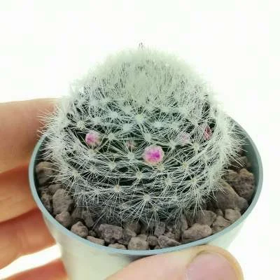 Mammillaria laui — CAP-C0440