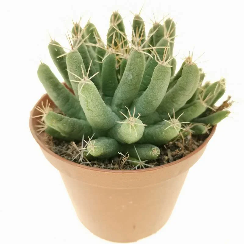 Mammillaria longimamma — CAP-C0441
