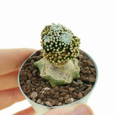 Mammillaria luethyi — CAP-C0442