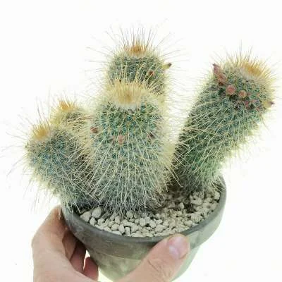 Mammillaria magnifica — CAP-C0443