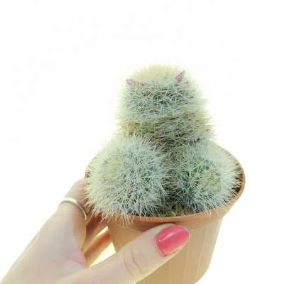 Mammillaria manana — CAP-C0446