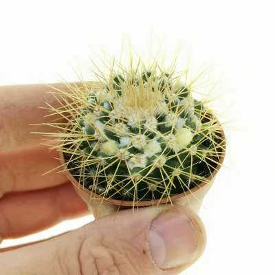 Mammillaria nivosa — CAP-C0453