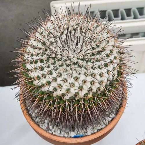 Mammillaria orcuttii — CAP-C0456