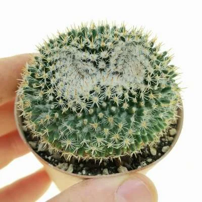 Mammillaria perbella — CAP-C0460