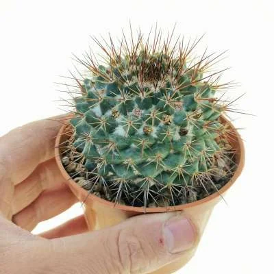 Mammillaria petrophila — CAP-C0461