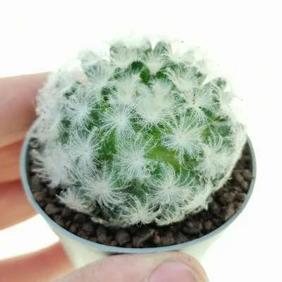 Mammillaria plumosa — CAP-C0463
