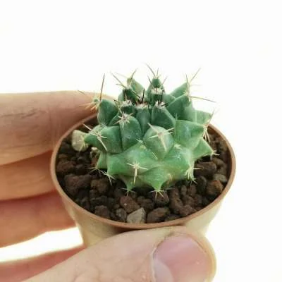 Mammillaria polyedra — CAP-C0464