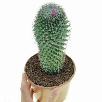 Mammillaria polythele subsp. polythele — CAP-C0466