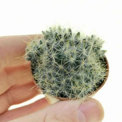 Mammillaria prolifera — CAP-C0468