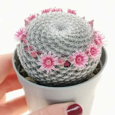 Mammillaria pseudoperbella — CAP-C0469