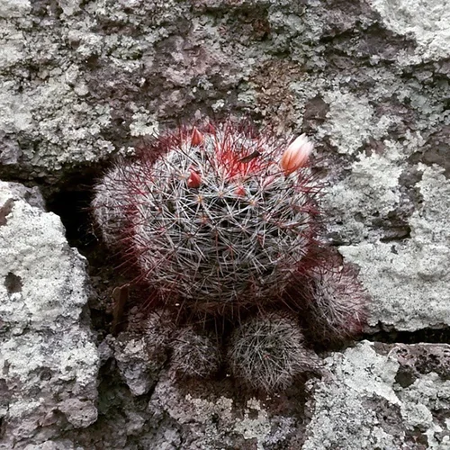 Mammillaria rettigiana — CAP-C0471