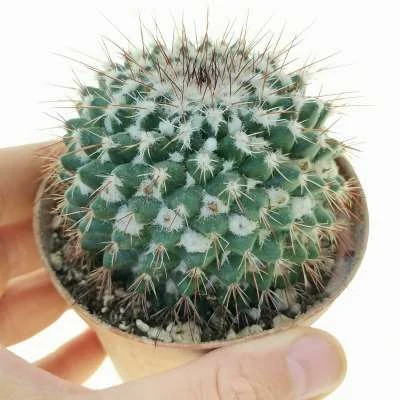 Mammillaria scrippsiana — CAP-C0474