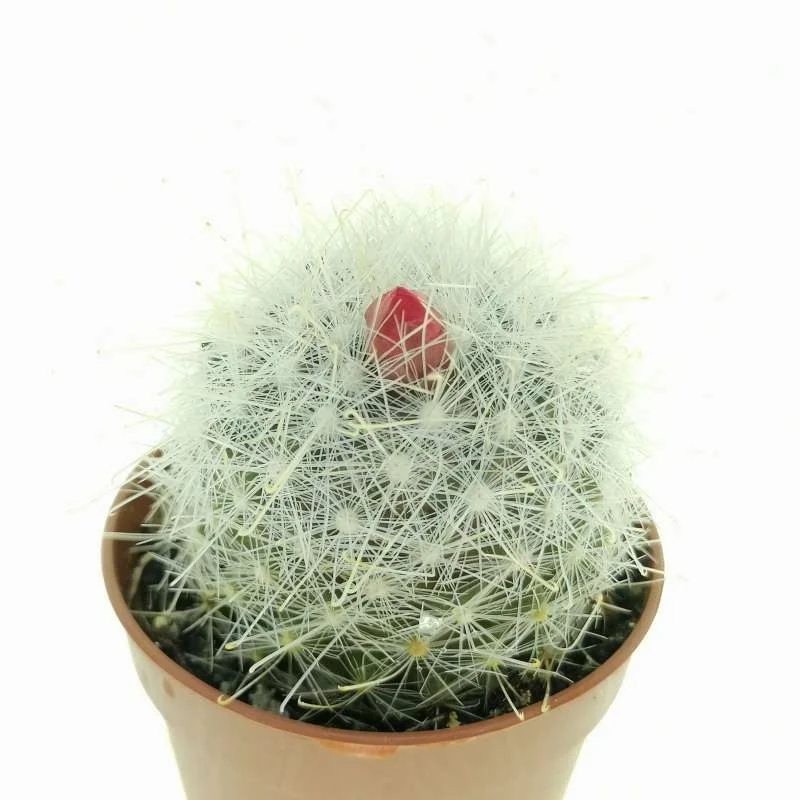 Mammillaria senilis — CAP-C0475