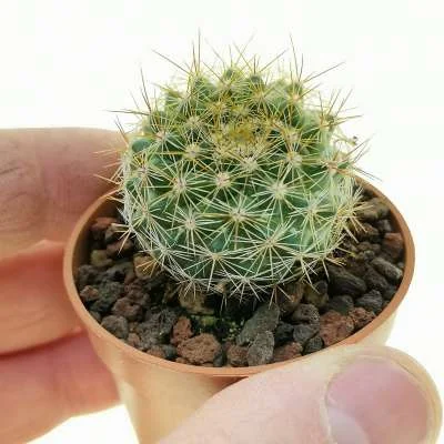Mammillaria standleyi — CAP-C0479