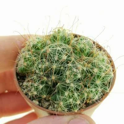 Mammillaria surculosa — CAP-C0480