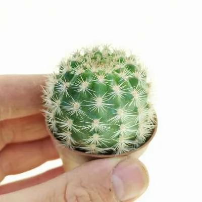 Matucana aurantiaca subsp. currundayensis — CAP-C0489