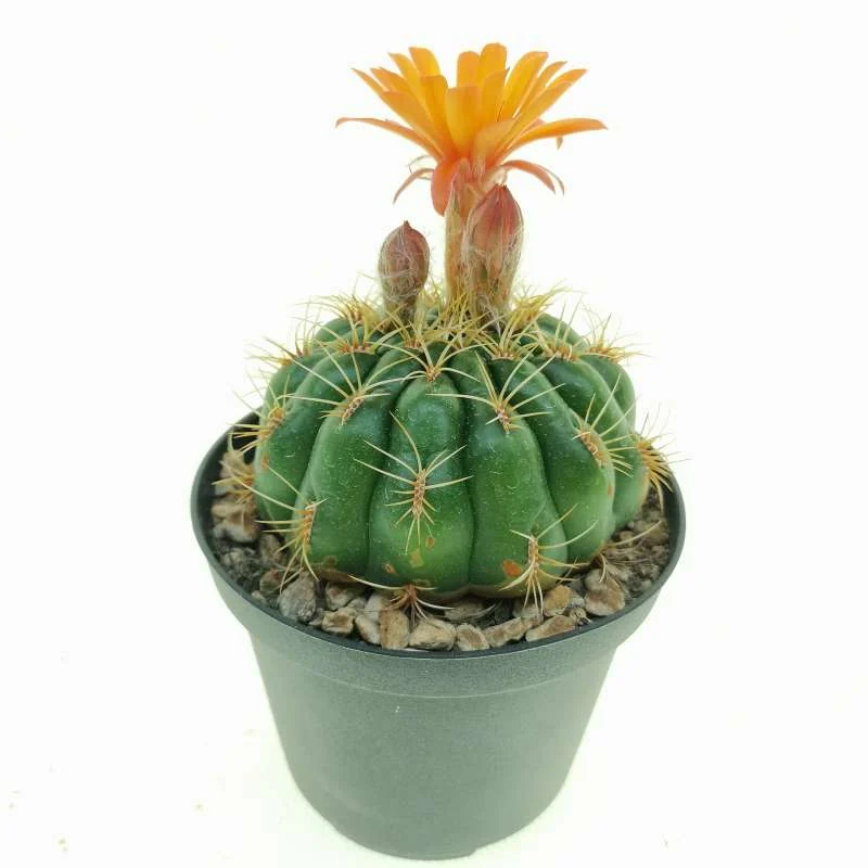 Matucana aureiflora — CAP-C0491