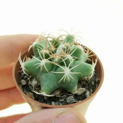 Matucana krahnii — CAP-C0494
