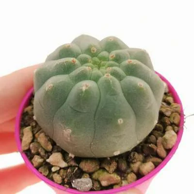 Matucana madisoniorum — CAP-C0495