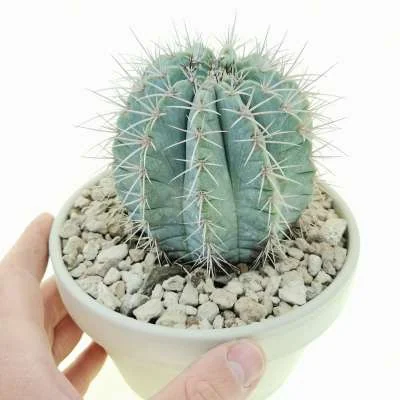 Melocactus azureus — CAP-C0501